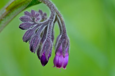 Bloem smeerwortel