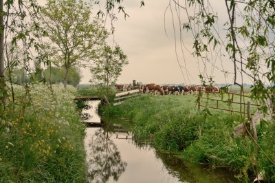 Streefkerk koeien