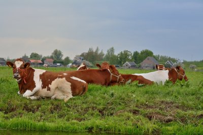 Streefkerk koeien