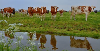 Streefkerkse koeien
