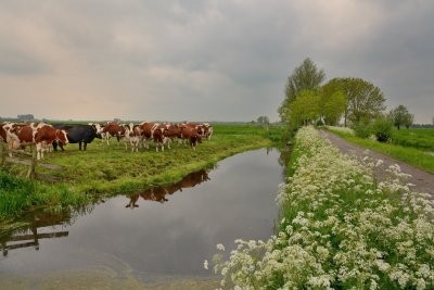 Koeien bij Streefkerk