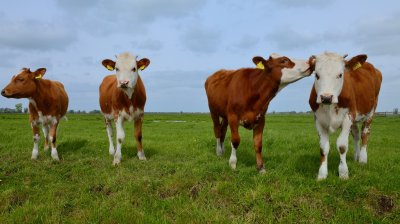 Fluister het in mijn oor....