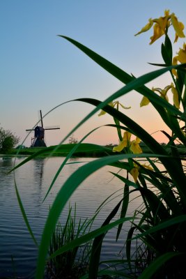 Gele lis met molen