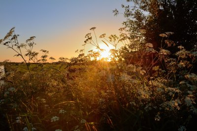 Fluitekruid bij zonsondergang