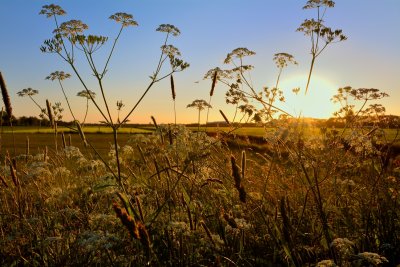 Fluitekruid bij zonsondergang