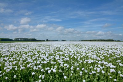 Veld met blauwmaanzaad