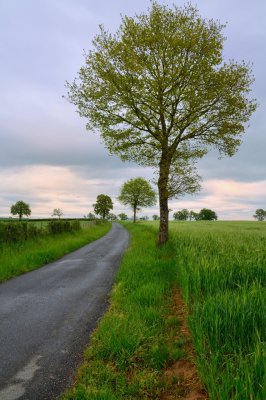 Graan en bomen