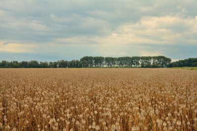 Veld met blauwmaanzaad