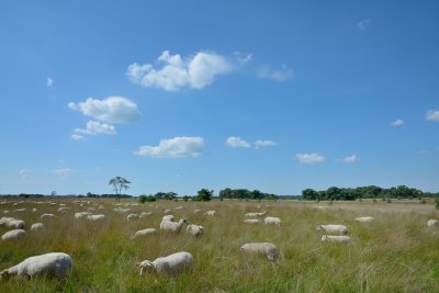 Schapen op de heide