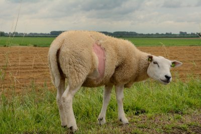 Schaap