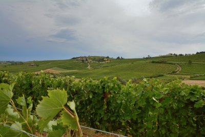 Wijngaarden