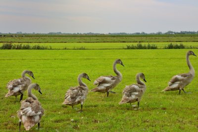 Jonge knobbelzwanen