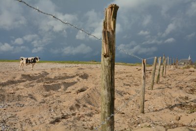 Koe in het zand