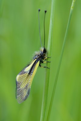 Vlinderhaft