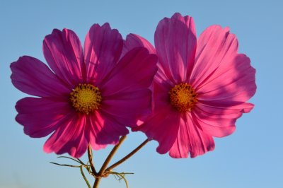 Cosmea