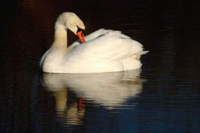 Zwaan