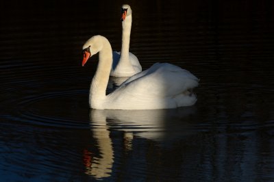 Knobbelzwanen