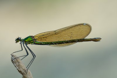 Weidebeekjuffer 