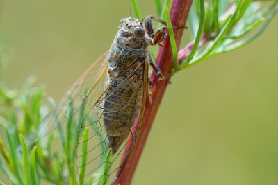 Provencaalse cicade