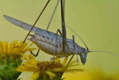 Phanoptera