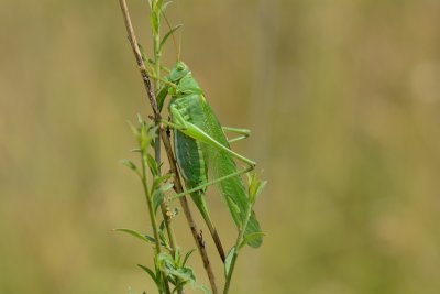 Grote groene sabelsprinkhaan