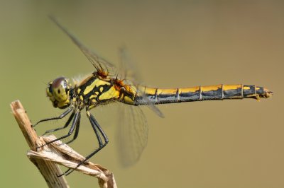 Zwarte heidelibel