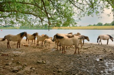 Konik paarden