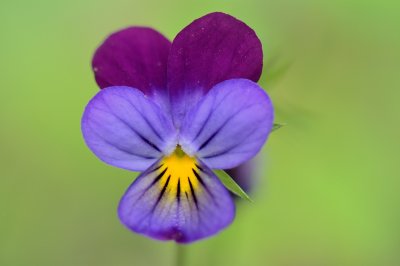 Driekleurig viooltje