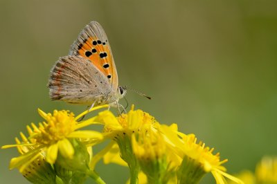 Kleine vuurvlinder