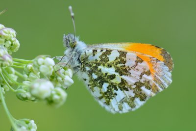 Oranjetipje