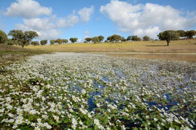 Waterranonkel