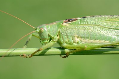 Grote groene sabelsprinkhaan