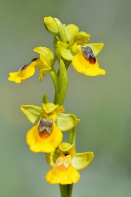 Gele orchis