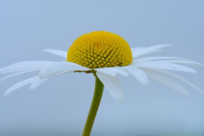 Margriet