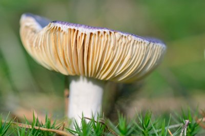 Russula