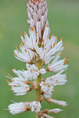 Witte affodil