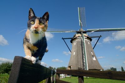 Kat van de molenaar