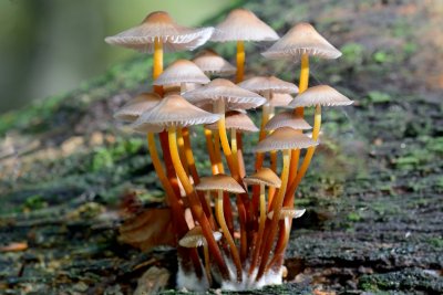 Fraaisteelmycena