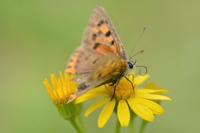 Kleine vuurvlinder