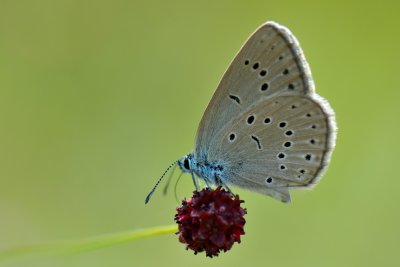 Pimpernelblauwtje