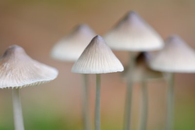 Mycena