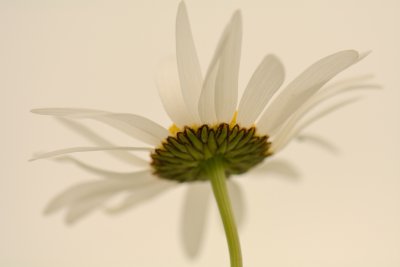 Ox-eye Daisies