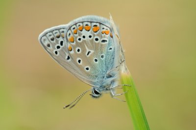 Icarusblauwtje