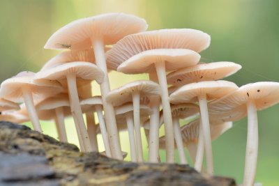 Paddenstoelen