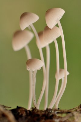 Paddenstoelen