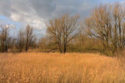 Riet en bomen