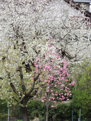 in the neighbours garden