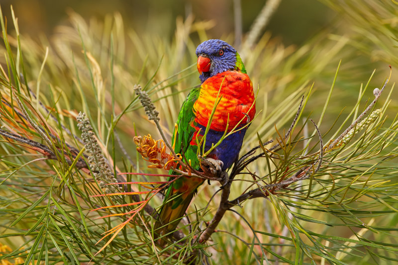 Rainbow Lorikeets