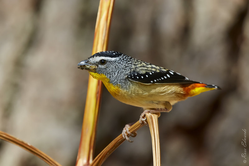 Spotted Pardalote