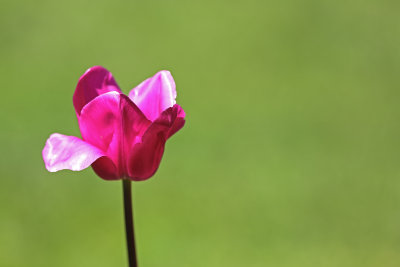 Bowral Tulip Festival